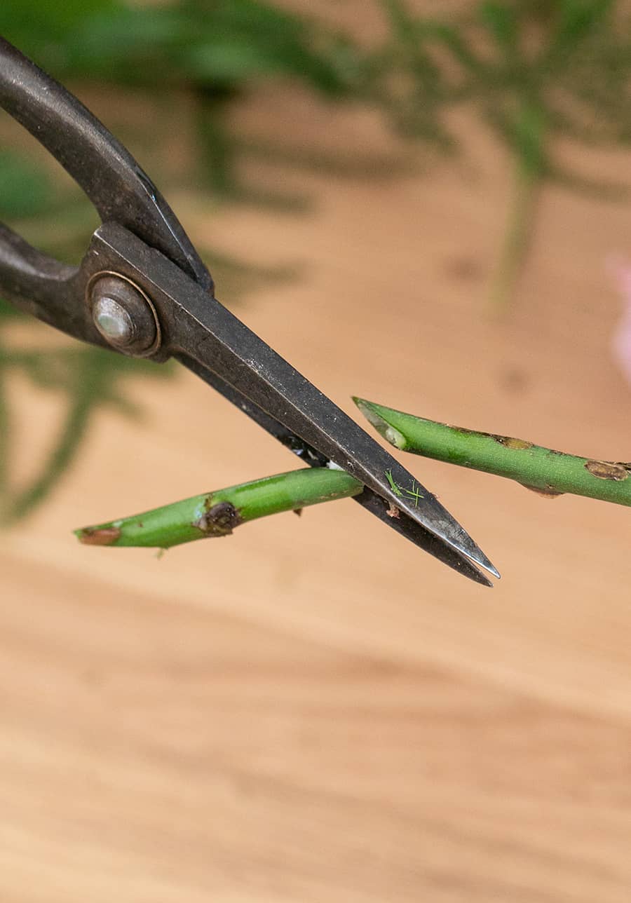 close up of rose stem cut at 45 degree angle