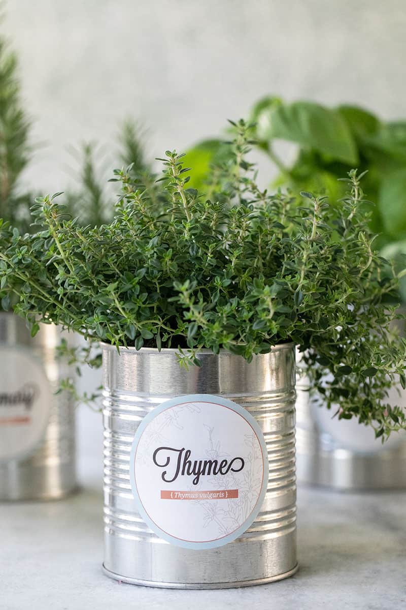 Indoor herb garden in tin food cans with a charming label.