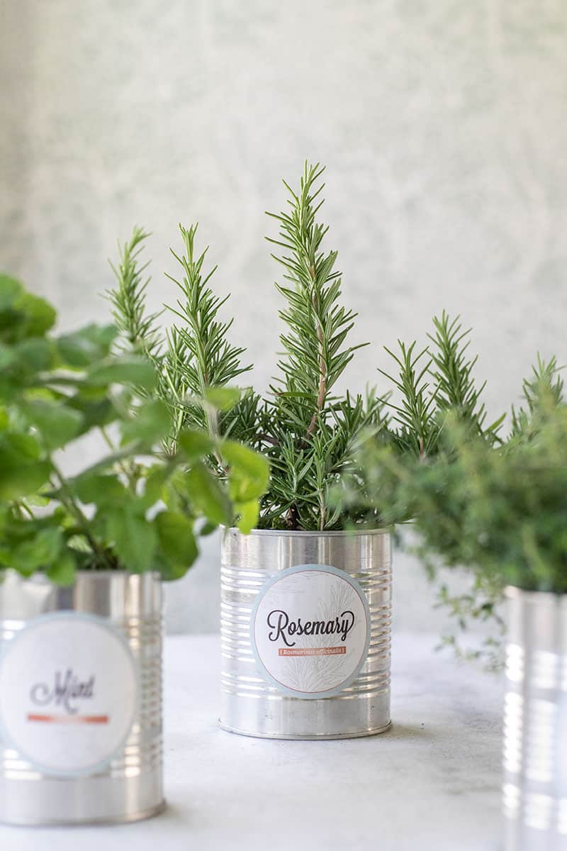 tin can with rosemary inside and a sticker that says rosemary 