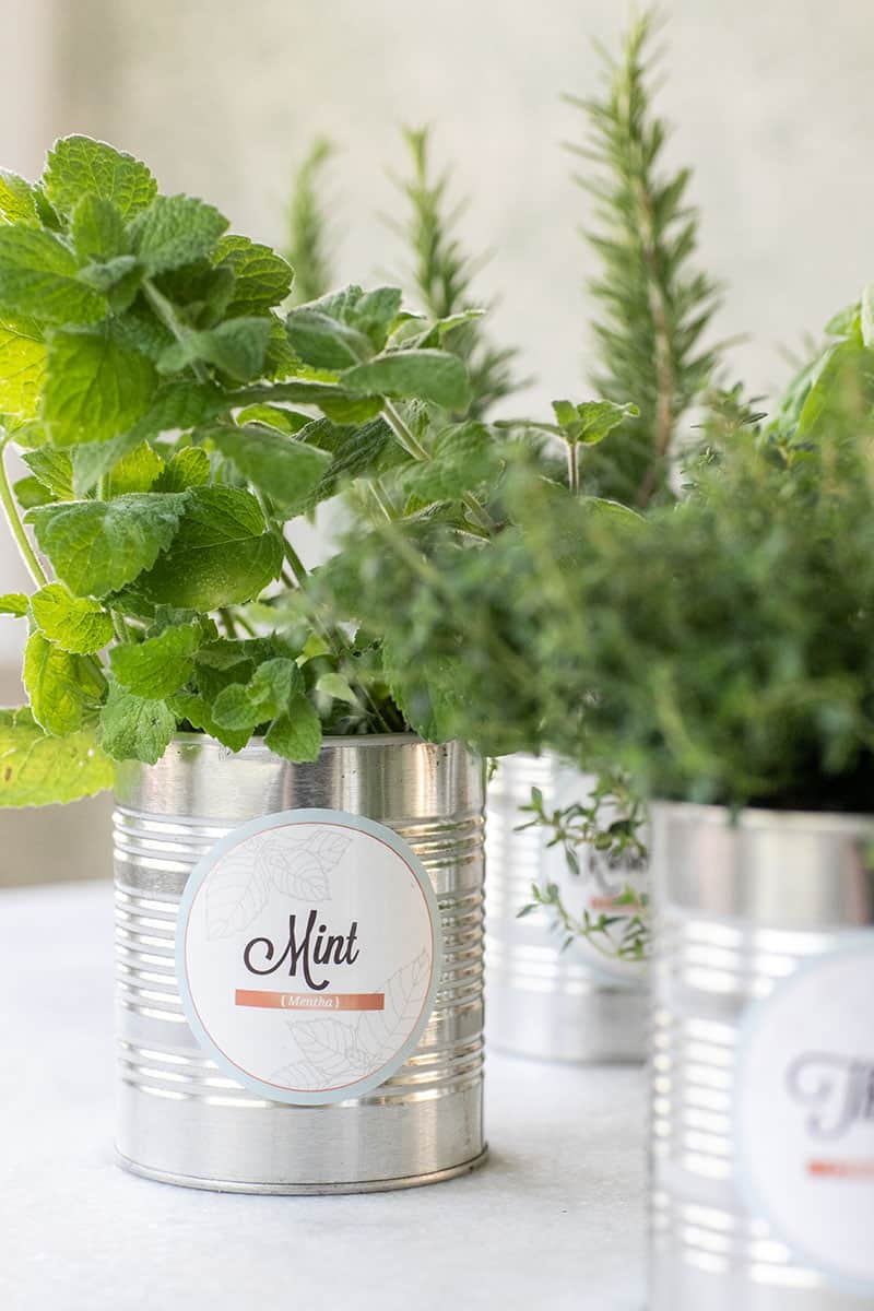 Mint herb in a tin can for a DIY herb garden