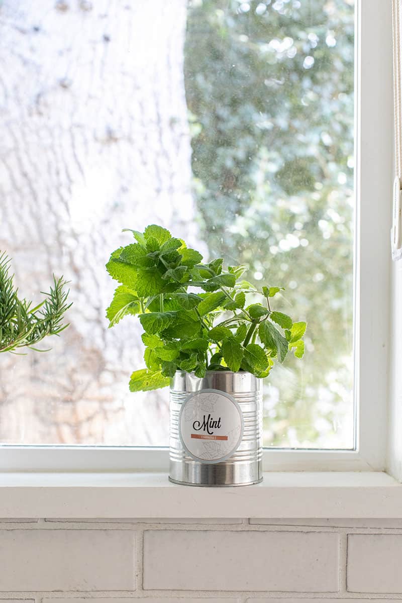 Growing indoor mint in a tin can with free printable labels. 