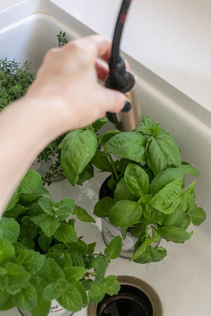 Herbs being washed in a sink 