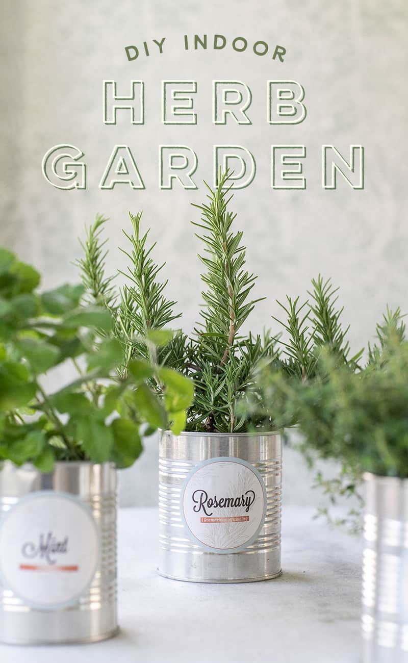 DIY herb garden in tin cans with text overlay.