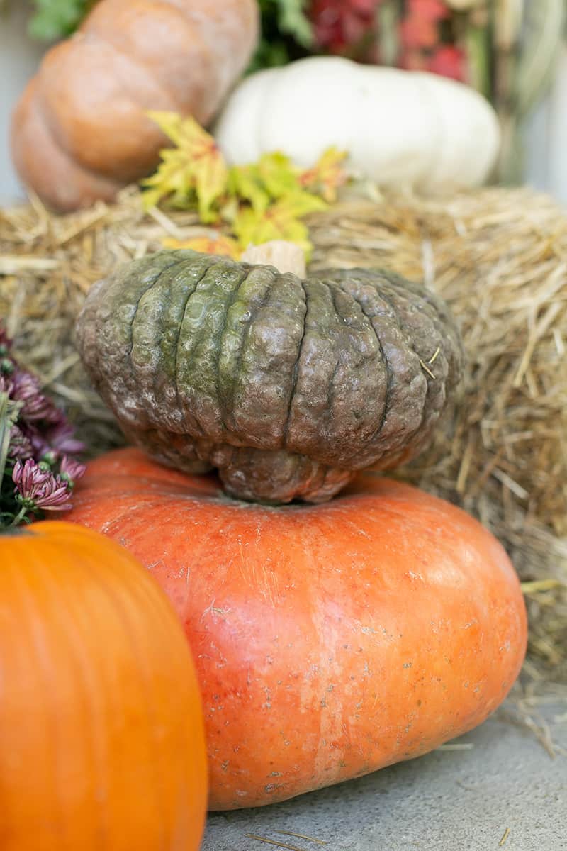 green pumpkin - autumn porch, fall decorations, fall decorations, fall decor, autumn harvest