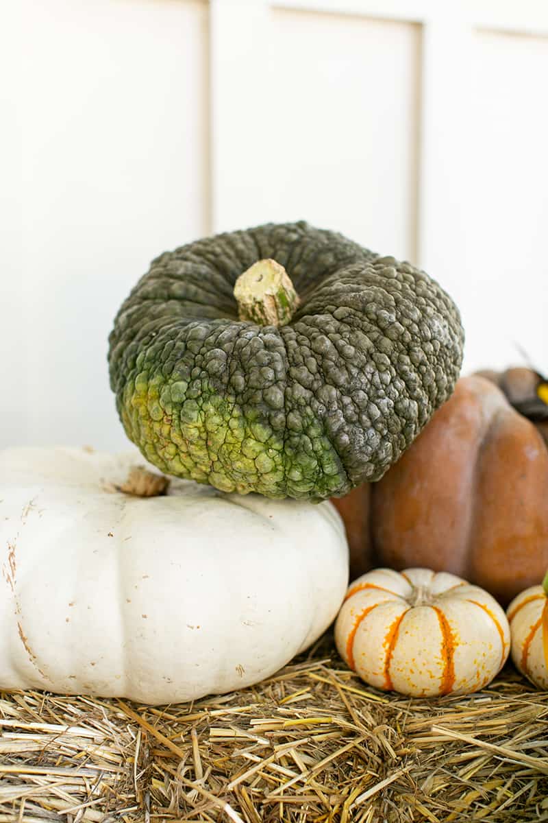 Green and white pumpkins. - hay bale