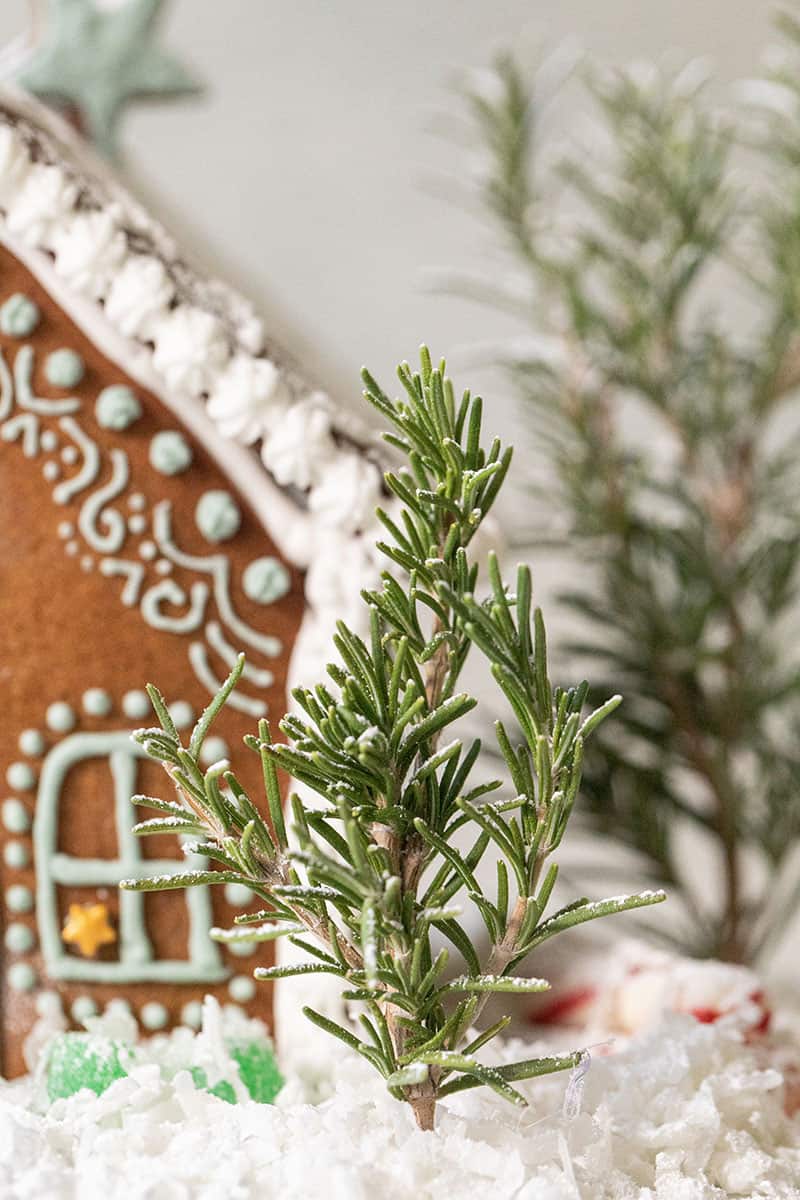 Rosemary tree and a gingerbread house. 