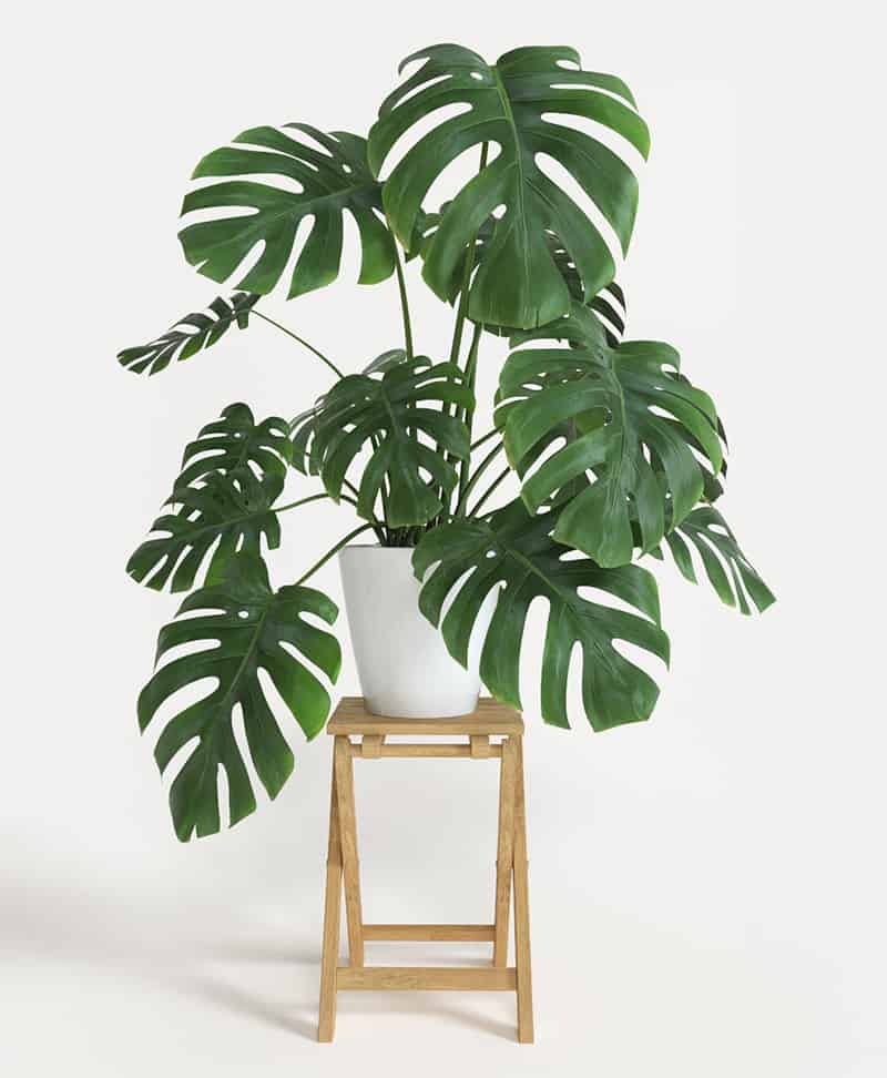 How to take care of a Monstera Deliciosa plant on a stool