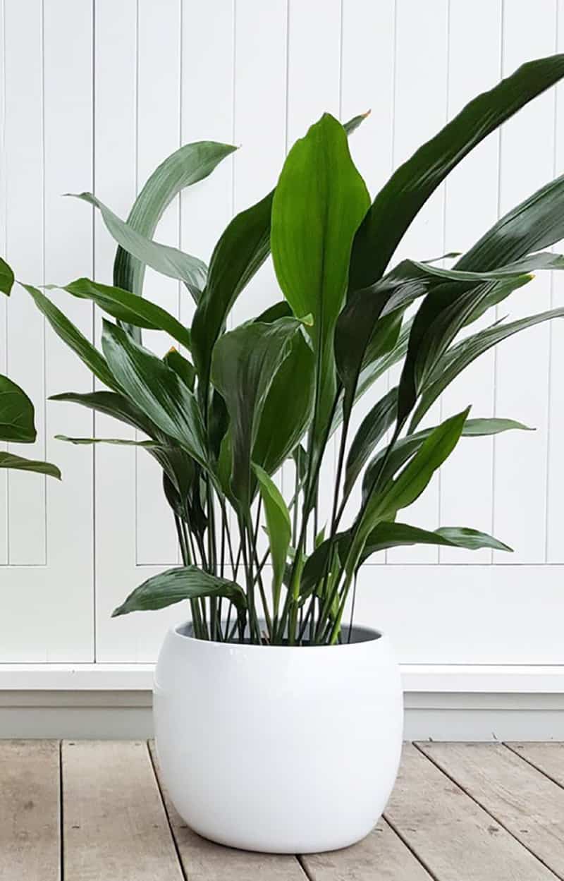 Iron Plant plant in a white round vase.