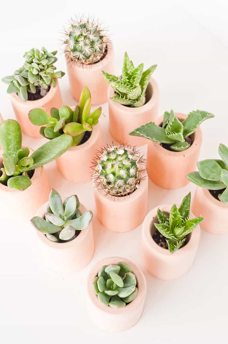 DIY mini pink planters with plants for Valentine's Day.