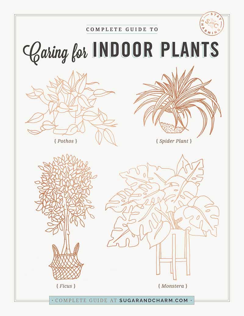 Graphic with drawings of indoor plants