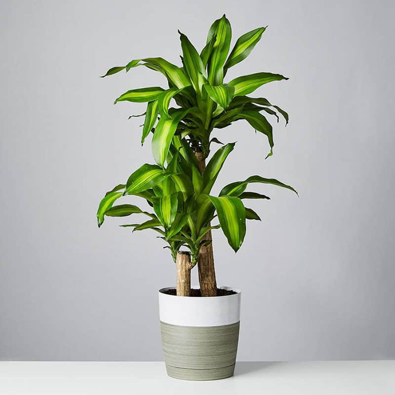 How to take care of a Dracaena.