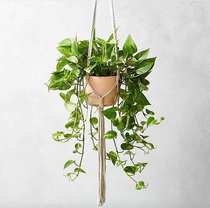 Hanging Pothos plant in a pink planter.