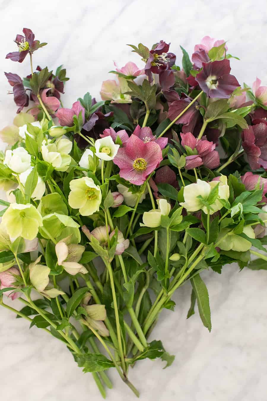 Cut Hellebore on a marble table 