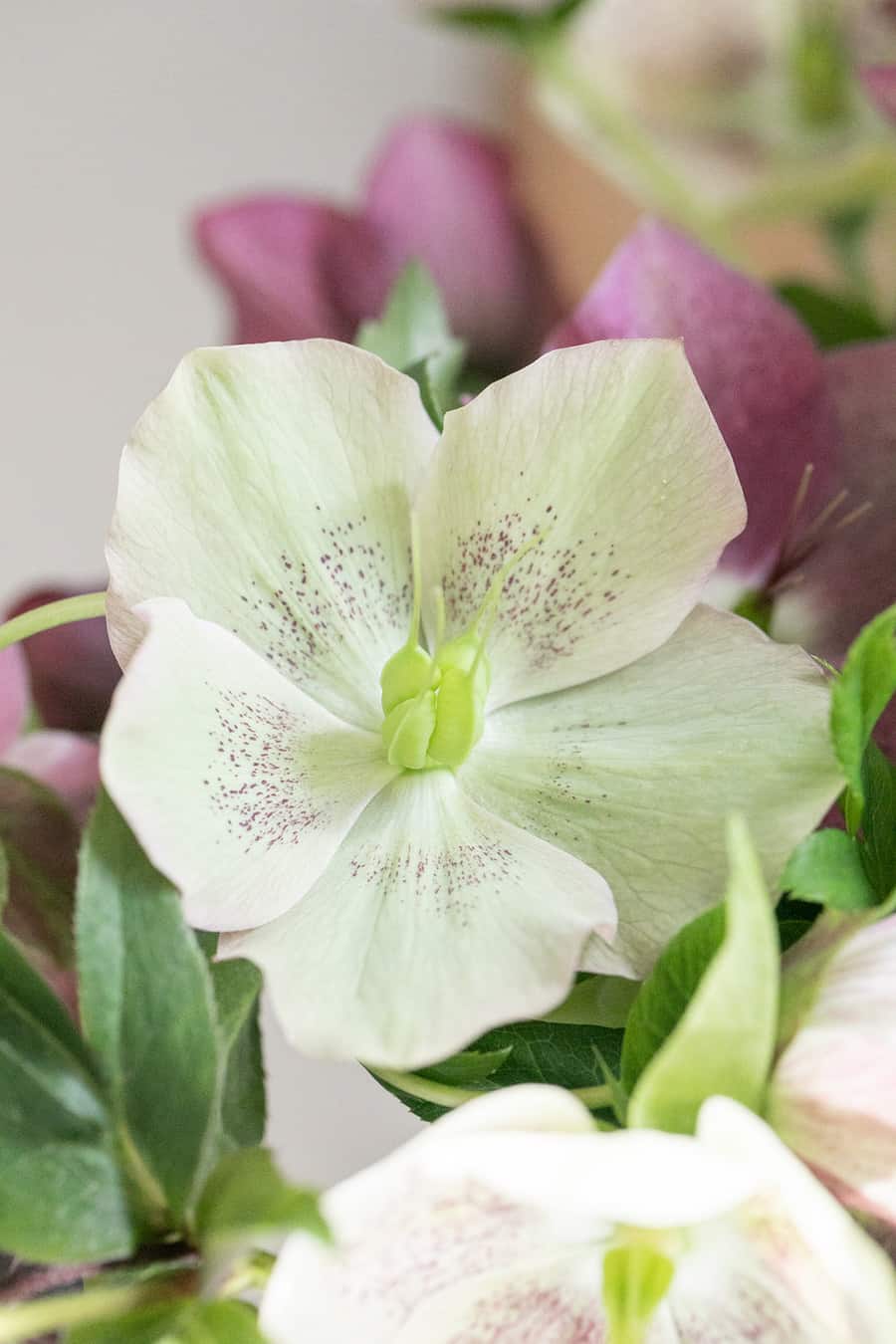 Lenton Rose 