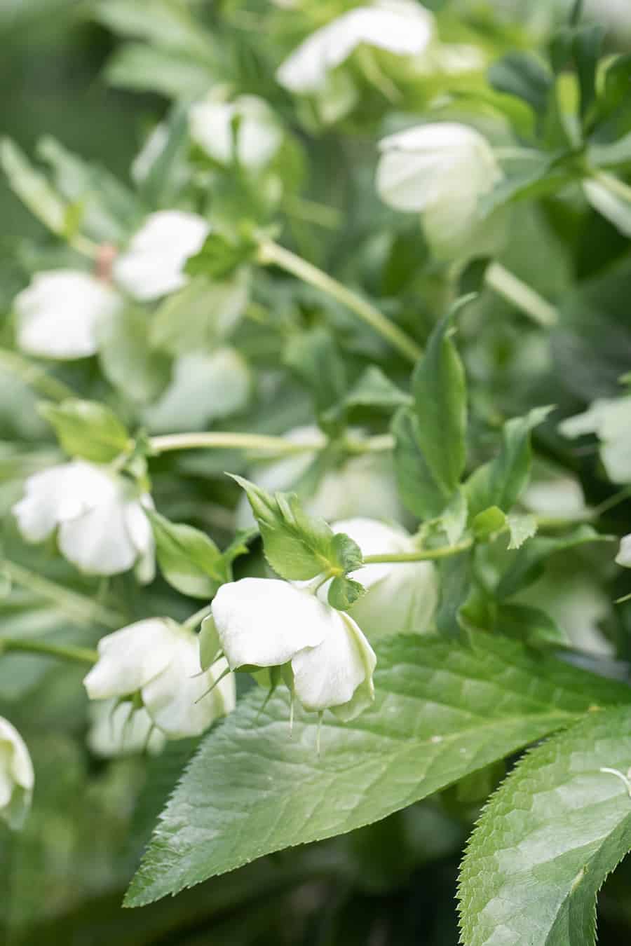 Hellebore growing in a garden