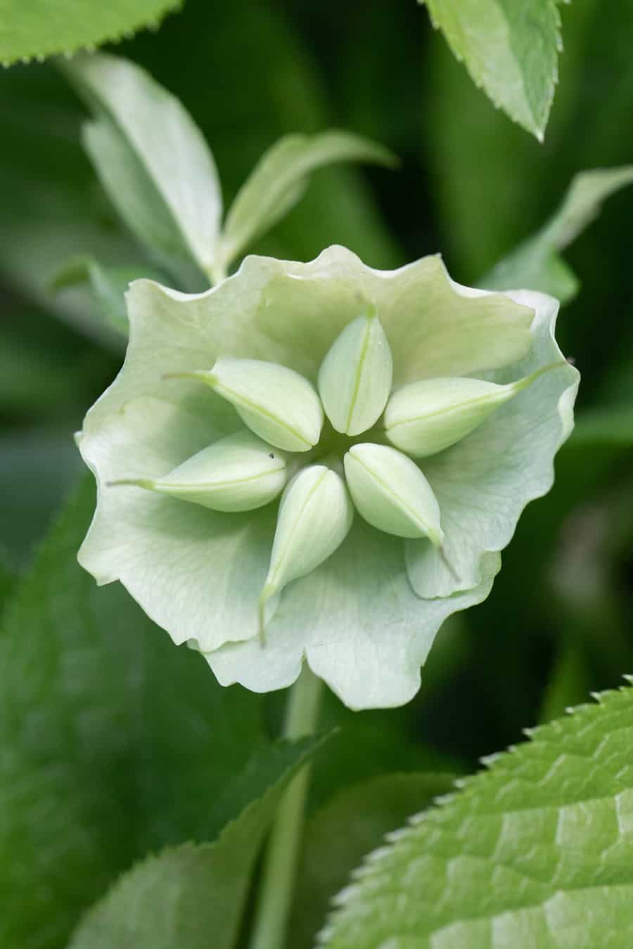 Hellebore blooming