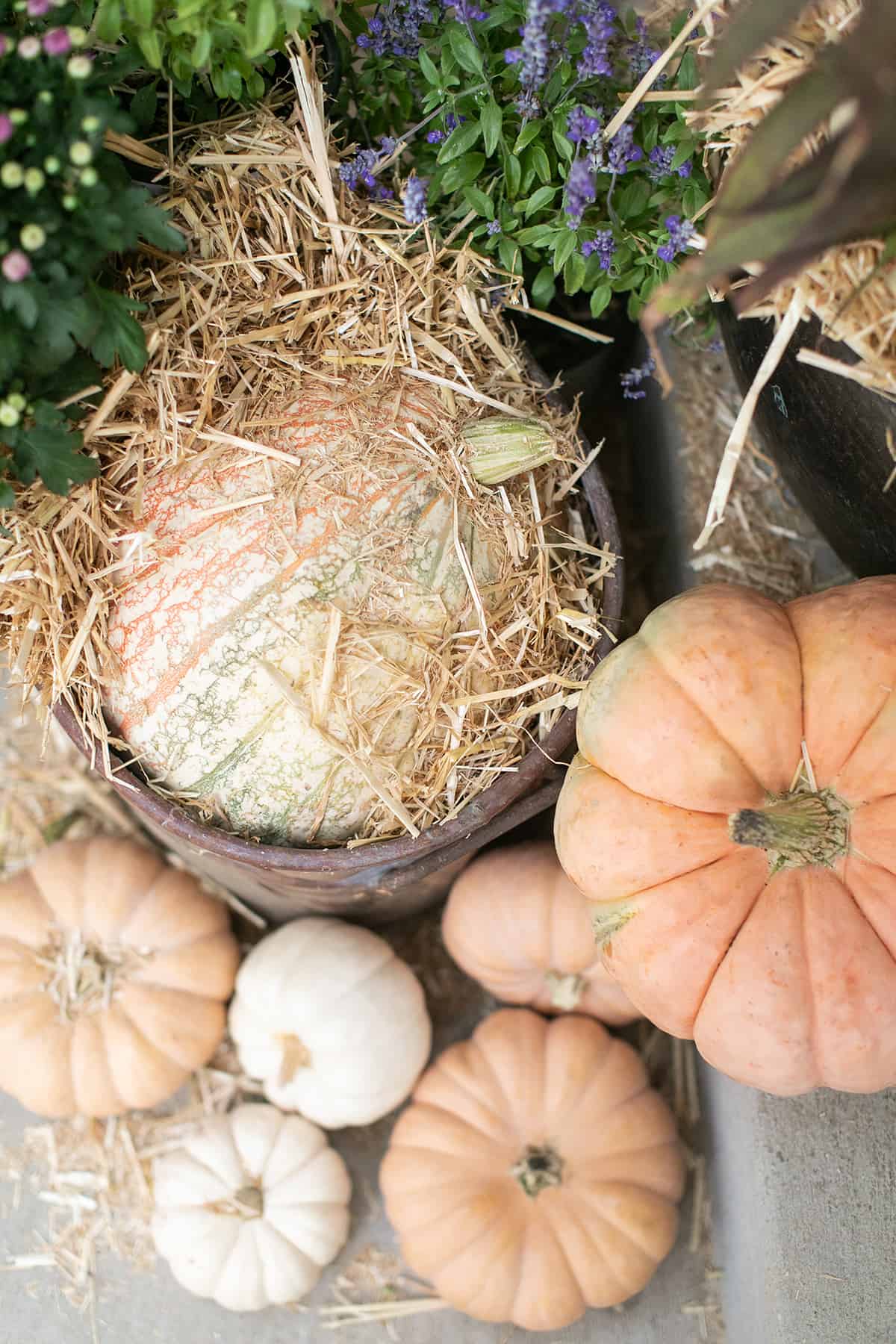 Fairytale pumpkins covered in hay.