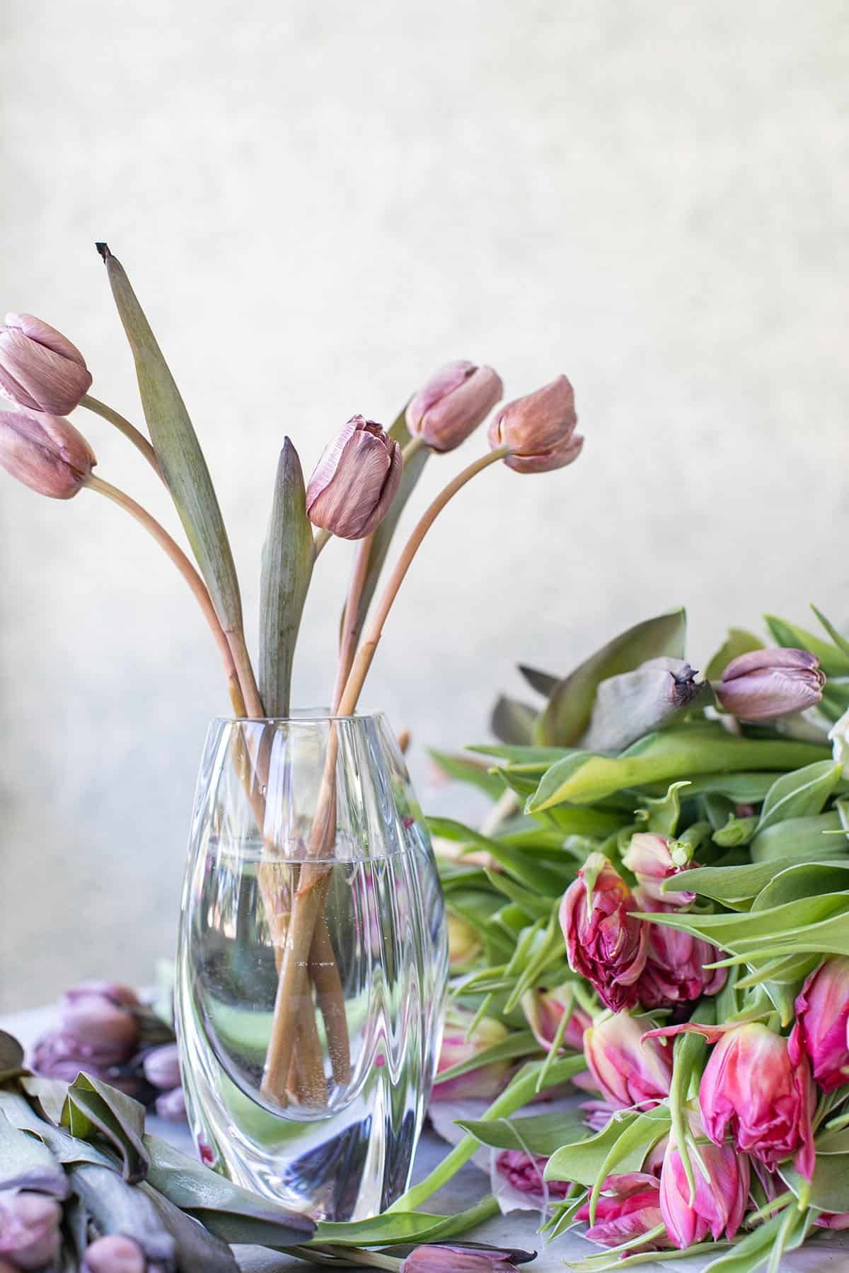 tulip blooms in a vase