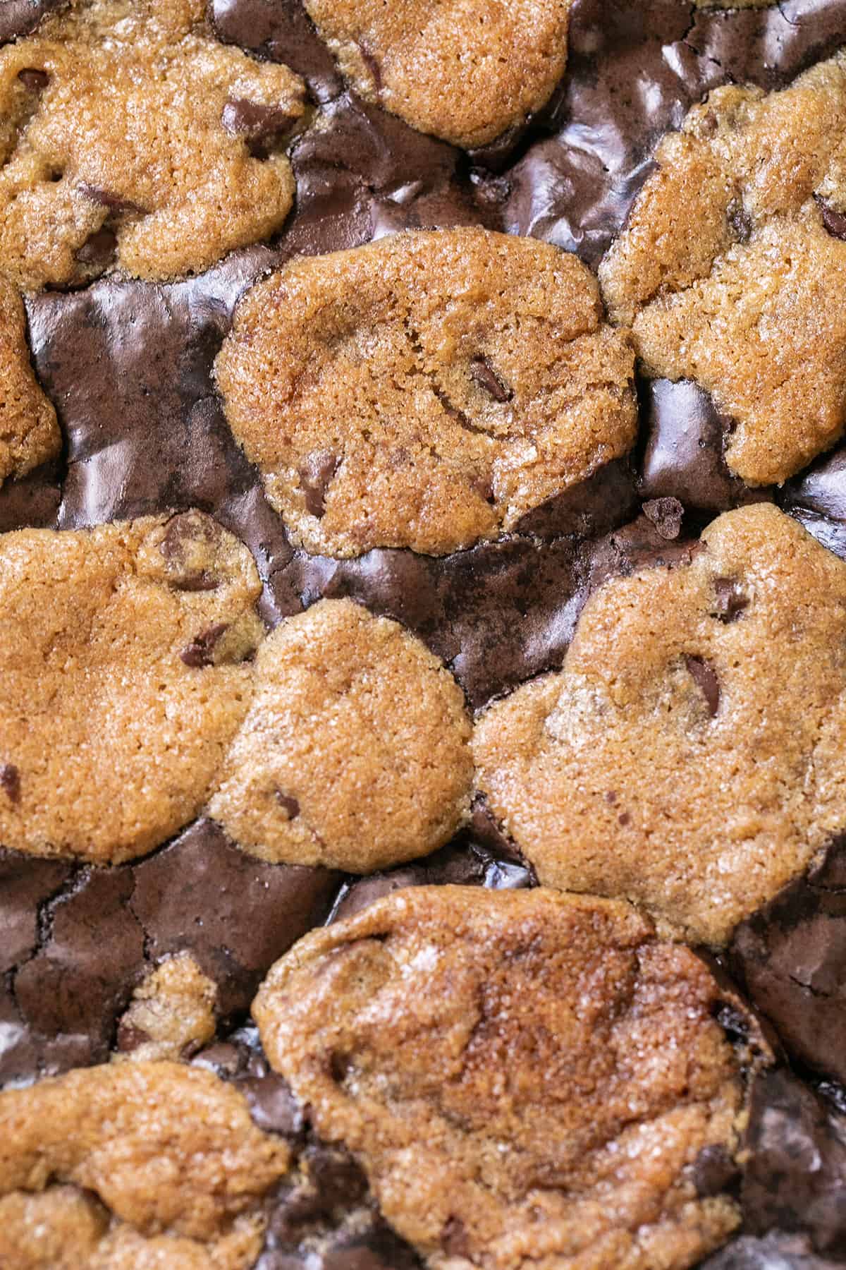 Chocolate chip cookies baked in the center of chocolate brownies.