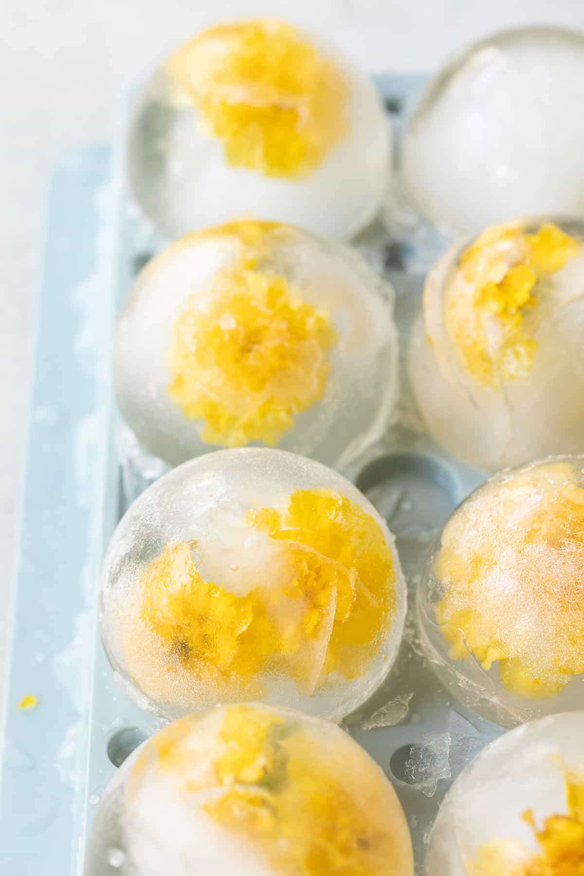 Round flower ice cubes with yellow edible flowers frozen inside.