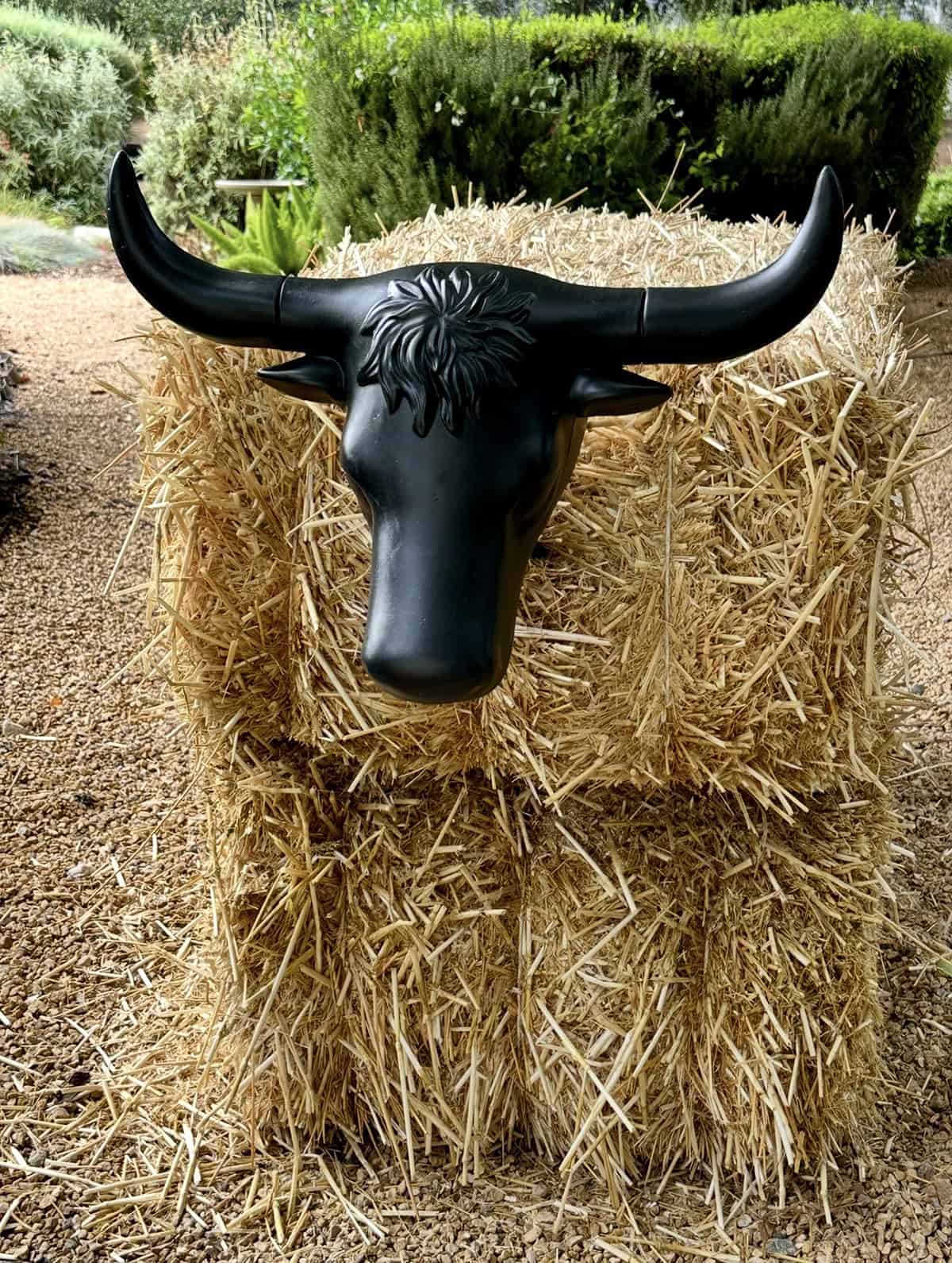 A steer head on hay bales to rope for a rodeo game.
